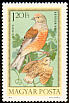 Common Linnet Linaria cannabina  1973 Hungarian birds 