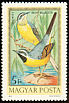 Grey Wagtail Motacilla cinerea  1973 Hungarian birds 