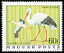 White Stork Ciconia ciconia