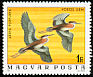 Purple Heron Ardea purpurea  1977 Birds of Hortobagy national park 