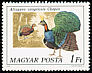 Congo Peafowl Afropavo congensis  1977 Peafowl and pheasants 