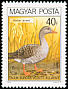 Greylag Goose Anser anser  1980 Protected birds 