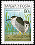 Black-crowned Night Heron Nycticorax nycticorax  1980 Protected birds 