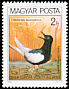 White-winged Tern Chlidonias leucopterus  1980 Protected birds 