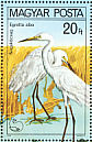 Great Egret Ardea alba