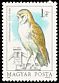 Western Barn Owl Tyto alba  1984 Owls 