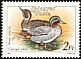 Eurasian Teal Anas crecca  1988 Wild ducks 