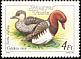 Red-crested Pochard Netta rufina  1988 Wild ducks 