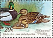 Mallard Anas platyrhynchos  1988 Wild ducks  MS
