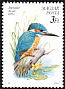 Common Kingfisher Alcedo atthis