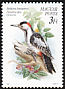 Syrian Woodpecker Dendrocopos syriacus  1990 Birds 