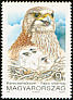 Saker Falcon Falco cherrug  1992 Birds of prey 