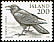 Northern Raven Corvus corax  1981 Birds 