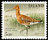 Black-tailed Godwit Limosa limosa  1988 Birds 