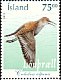 Dunlin Calidris alpina  2004 Birds 
