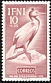 European Shag Phalacrocorax aristotelis