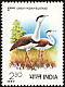 Great Indian Bustard Ardeotis nigriceps