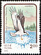 Western Osprey Pandion haliaetus  1992 Birds of prey 
