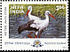 White Stork Ciconia ciconia