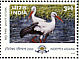 White Stork Ciconia ciconia