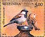 House Sparrow Passer domesticus  2010 Common birds Sheet