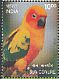 Sun Parakeet Aratinga solstitialis  2016 Exotic birds 