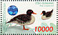 Salvadori's Teal Salvadorina waigiuensis  1998 Indonesian ducks Sheet