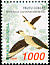 Cotton Pygmy Goose Nettapus coromandelianus  1998 Indonesian ducks 