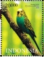 Budgerigar Melopsittacus undulatus