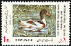 Common Shelduck Tadorna tadorna