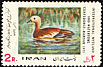 Ruddy Shelduck Tadorna ferruginea