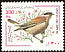 Red-backed Shrike Lanius collurio