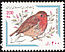 European Robin Erithacus rubecula  2002 Bird definitive 