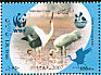 Siberian Crane Leucogeranus leucogeranus  2007 WWF 