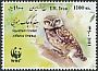 Spotted Owlet Athene brama  2011 WWF 