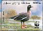 Lesser White-fronted Goose Anser erythropus  2014 Lesser White-fronted Goose Sheet