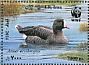 Lesser White-fronted Goose Anser erythropus  2014 Lesser White-fronted Goose Sheet