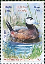 White-headed Duck Oxyura leucocephala  2020 White-headed Duck  MS