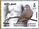 Laughing Dove Spilopelia senegalensis