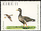 Greater White-fronted Goose Anser albifrons  1979 Birds 