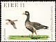 Greater White-fronted Goose Anser albifrons