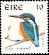Common Kingfisher Alcedo atthis  1997 Birds 