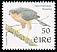 Eurasian Sparrowhawk Accipiter nisus  1998 Birds 