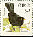 Common Blackbird Turdus merula  1999 Birds, Blackbird and Goldcrest Booklet, pho