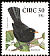 Common Blackbird Turdus merula  2001 Birds, dual currency 