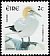 Northern Gannet Morus bassanus  2002 Birds 