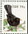 Common Blackbird Turdus merula  2002 Birds, Kingfisher and Blackbird Booklet