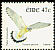 Common Kestrel Falco tinnunculus  2002 Birds 