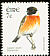 European Stonechat Saxicola rubicola  2003 Birds, Stonechat and Falcon 