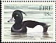 Tufted Duck Aythya fuligula